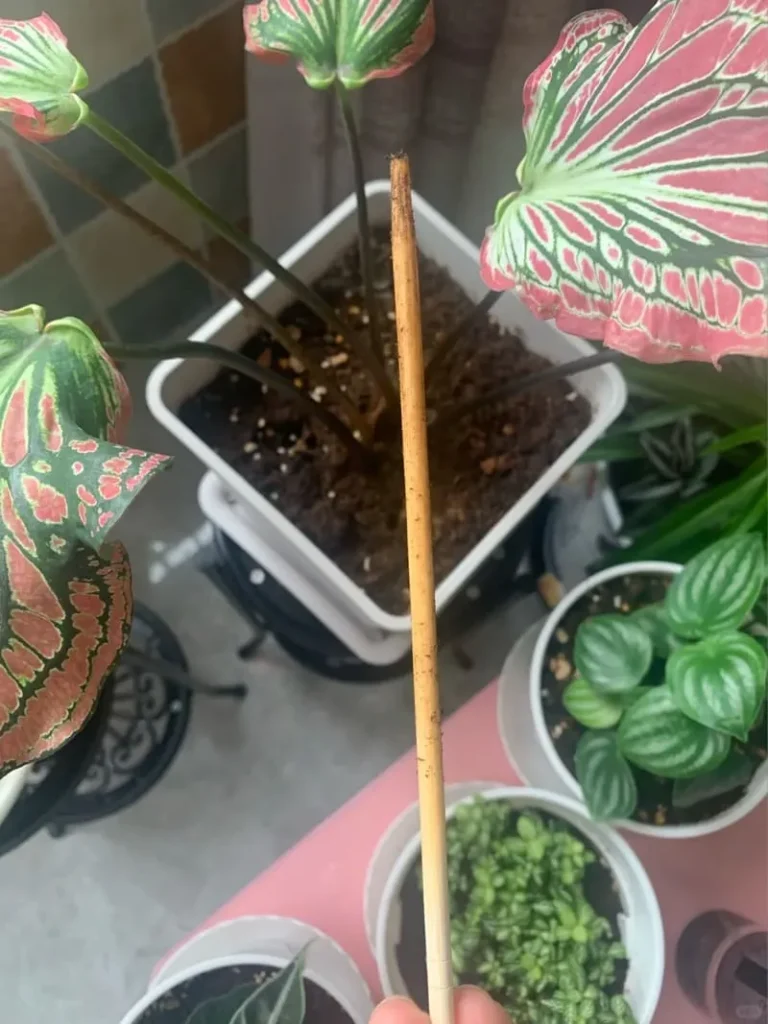 If it comes out dark or with bits of soil stuck, there’s still moisture inside.