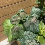 In some cases, the leaf patterns begin to fade or bleach around the damaged area, leaving washed-out patches.