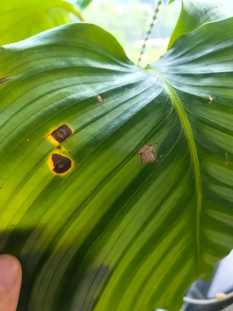 Why Are My Calathea Leaves Turning Brown? Sunburn, Stress & Fixes Explained