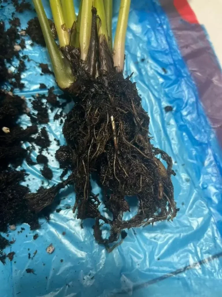 Mushy, black, or foul-smelling roots