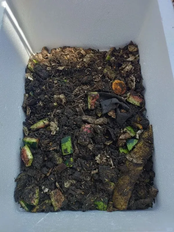 Best Fertilizer for Calathea (2025): NPK Ratio, Feeding Schedule & Burn  Prevention