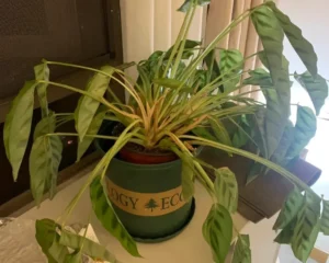 Overwatering Too Wet, Roots Can’t Breathe