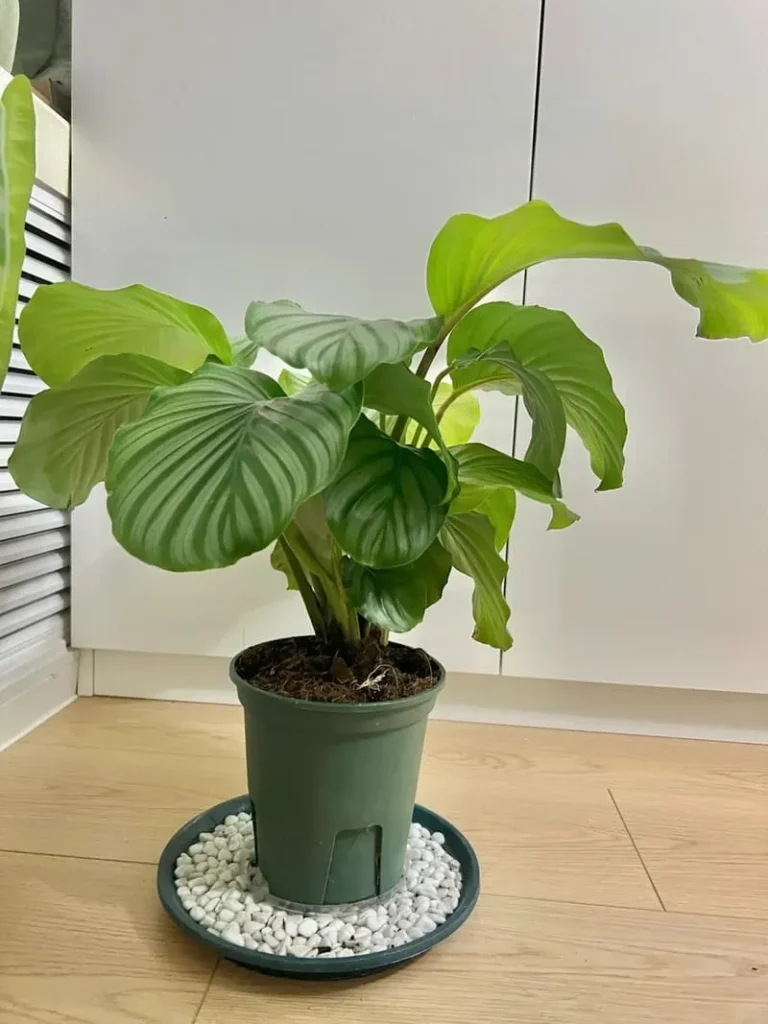 PlasticNursery Pot calathea