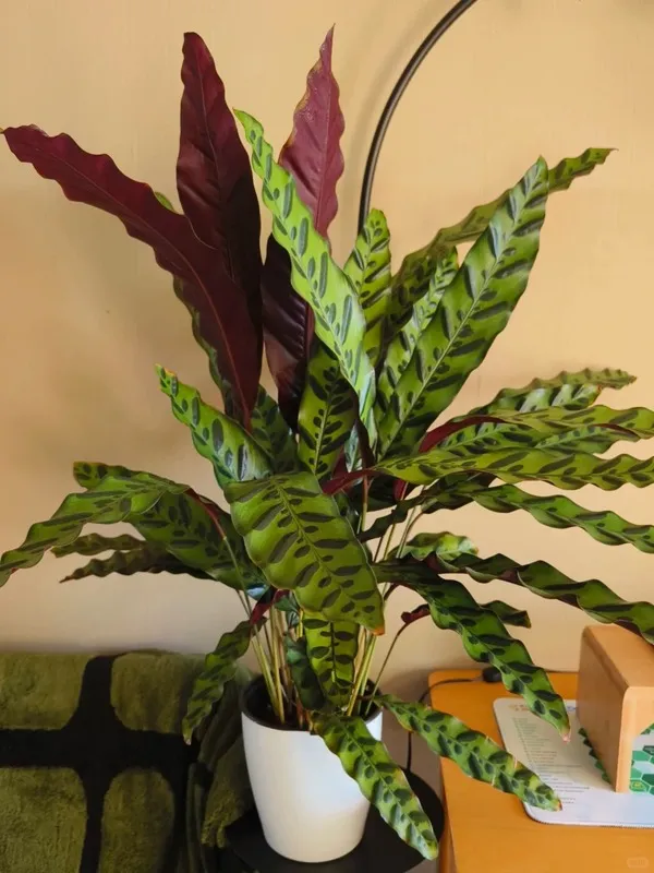 Rattlesnake Calathea (Calathea Lancifolia) (2)