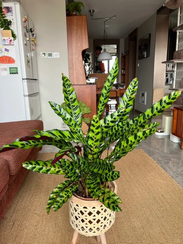 Rattlesnake Calathea (Calathea Lancifolia) (2)