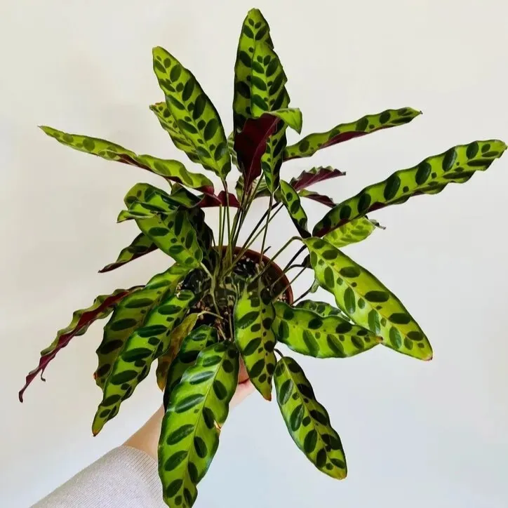 Rattlesnake Calathea (Calathea Lancifolia) (2)