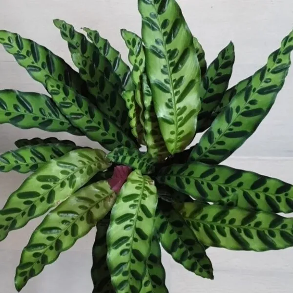 Rattlesnake Calathea (Calathea Lancifolia) (2)