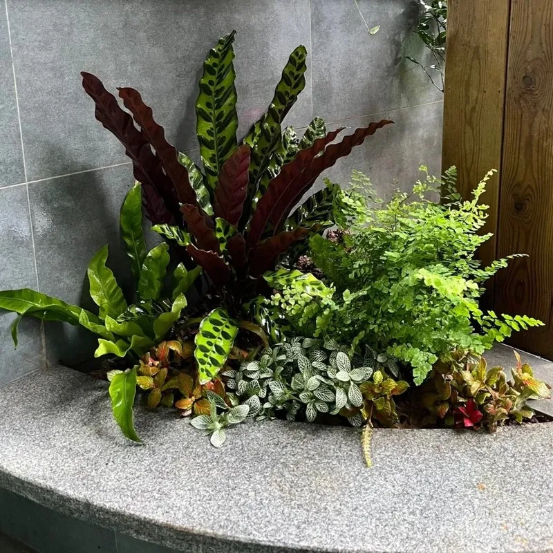Rattlesnake Calathea (Calathea Lancifolia) (2)