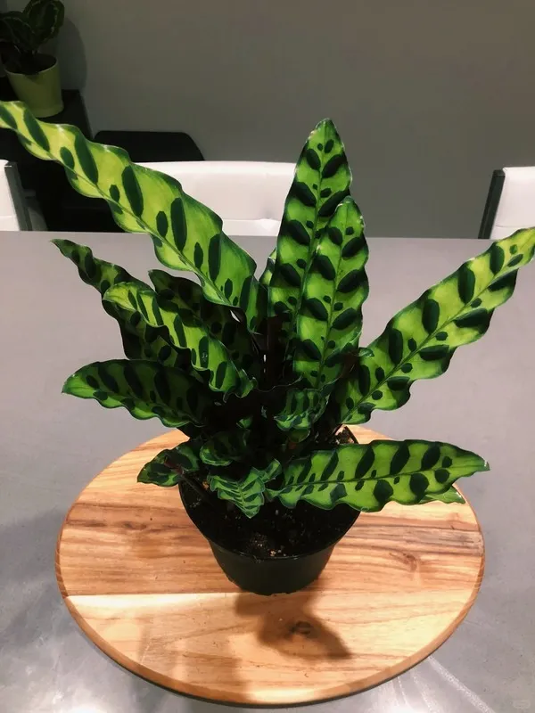 Rattlesnake Calathea (Calathea Lancifolia) (2)