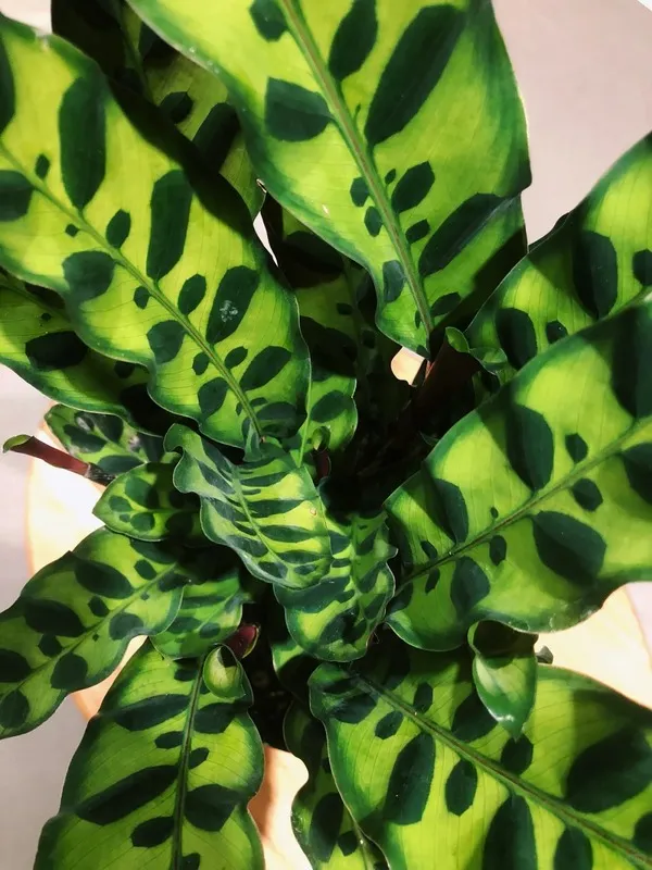 Rattlesnake Calathea (Calathea Lancifolia) (2)