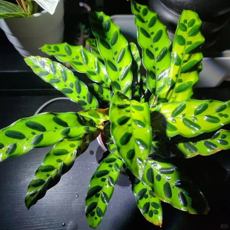 Rattlesnake Calathea (Calathea Lancifolia) (2)