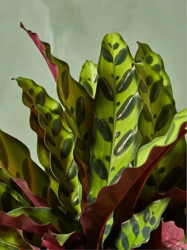 Rattlesnake Calathea (Calathea Lancifolia) (2)