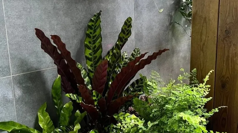 Rattlesnake Calathea (Calathea Lancifolia) Care & Growing Guide