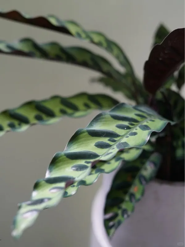 Rattlesnake Calathea (Calathea Lancifolia) (2)
