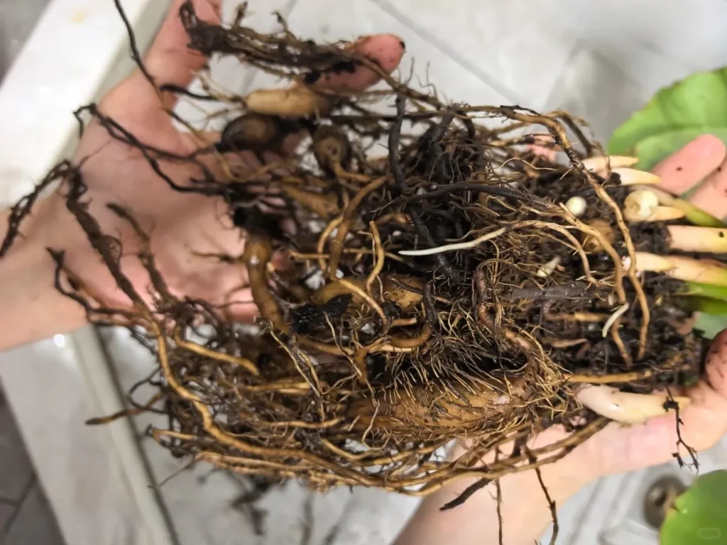 Repot in Fresh Soil (for mild cases)
