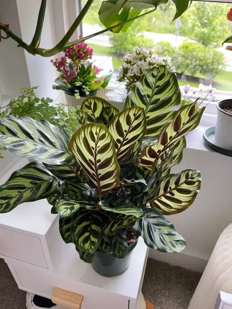 Seasonal & Indoor Adjustments (1)