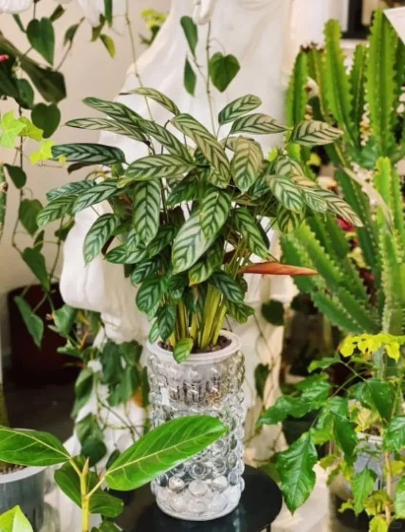 Self-watering pot calathea