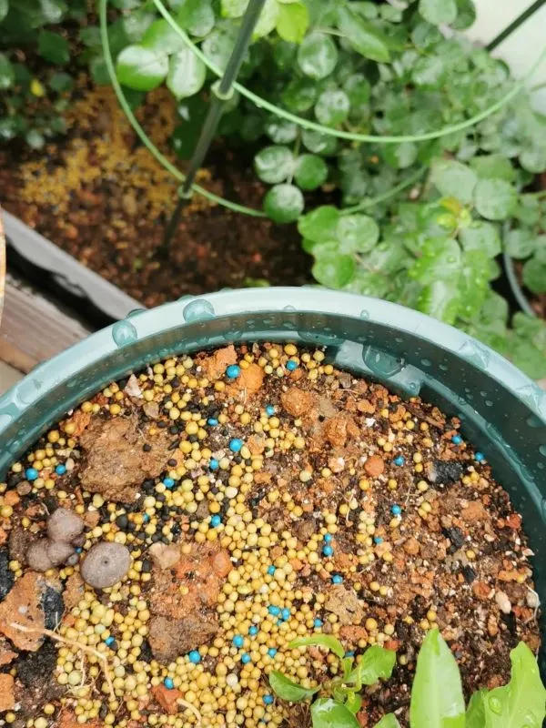 Best Fertilizer for Calathea (2025): NPK Ratio, Feeding Schedule & Burn  Prevention
