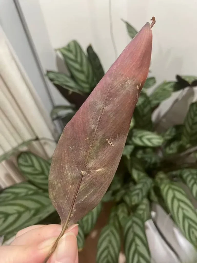 Spider Mites