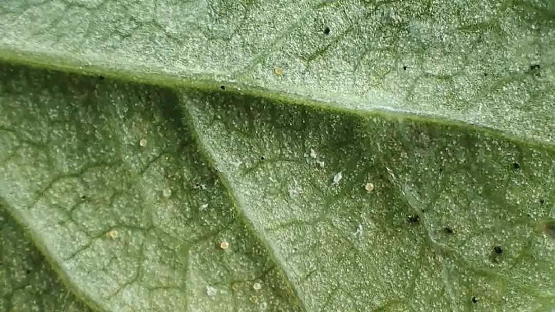 Spider Mites on Calathea Early Signs & Treatment