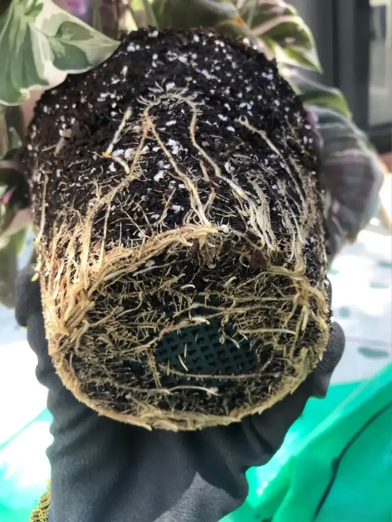 Step 1 Remove the plant from its pot