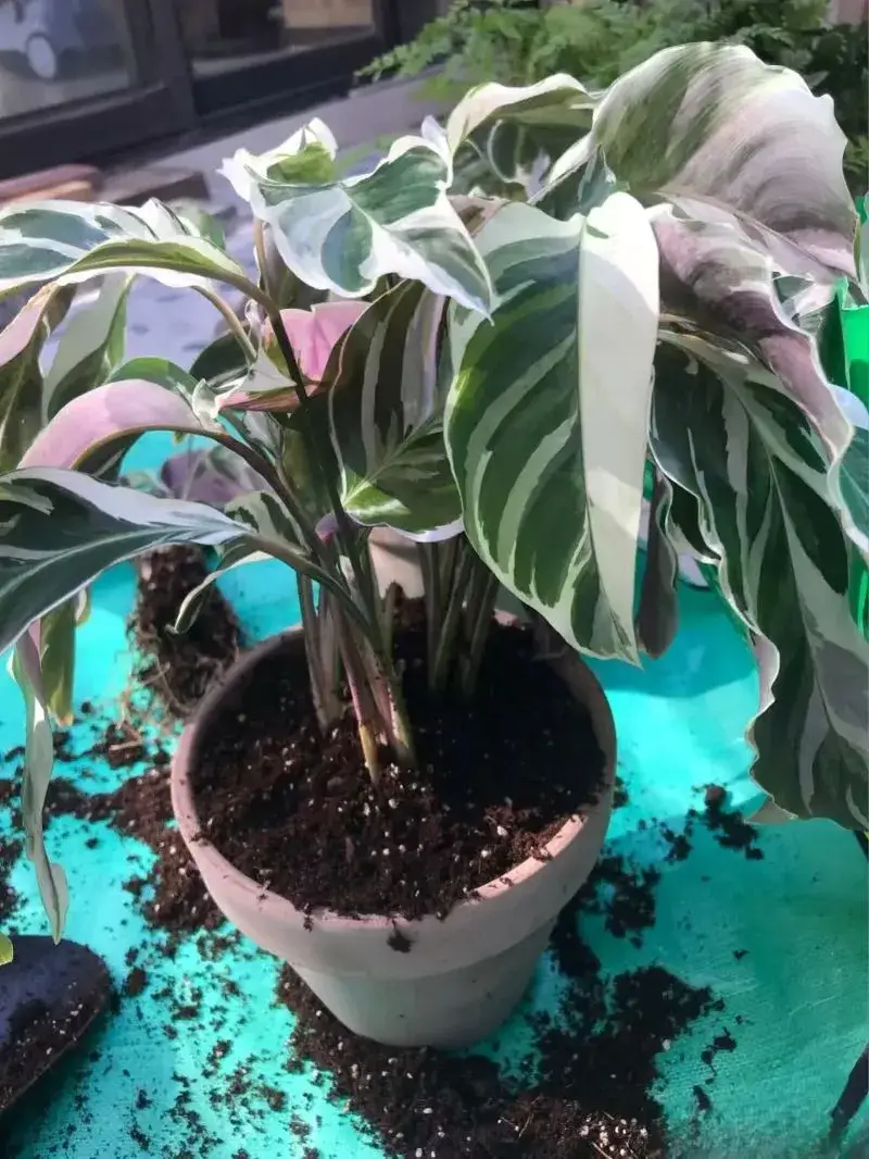Step 5 Repot the divisions