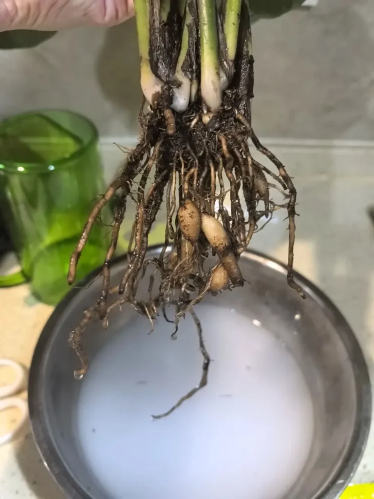 Suffocated calathea Roots (oxygen-deprived, but not decayed)