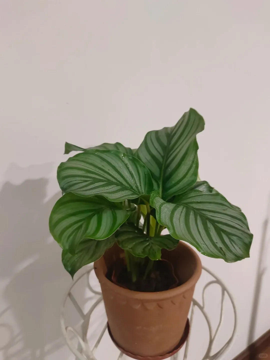 Terracotta (clay) caLAthea