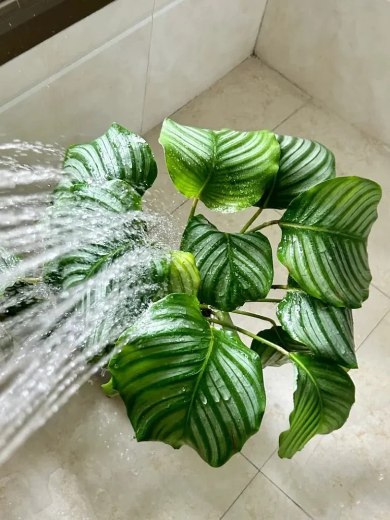 Tropical “Rain” Method CALATHEA