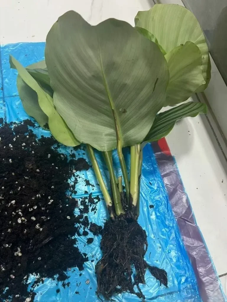 True Root Rot calathea