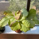 Usually found on the leaves facing a strong light source—such as a sunny window or grow light—while shaded leaves may remain unaffected.