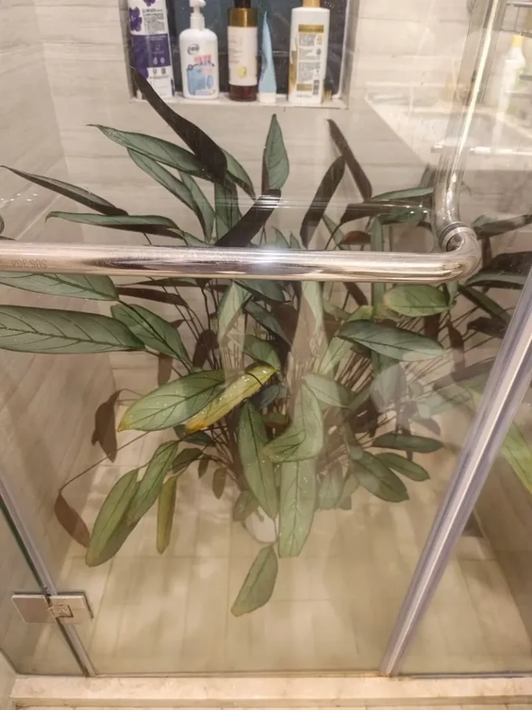 How to Treat Spider Mites on Calathea  Early Signs & Proven Fixes