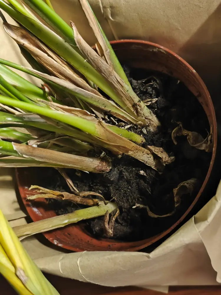 Close-up of Calathea Vittata base with wet soil, dried leaf sheaths, and signs of root-zone stress