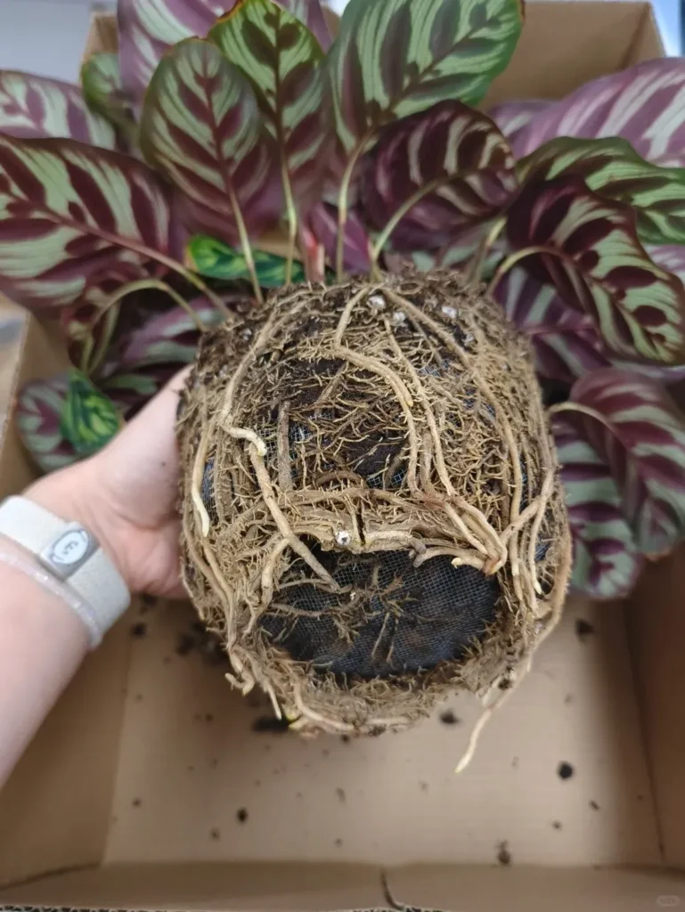 repotting is essential for a healthy Calathea