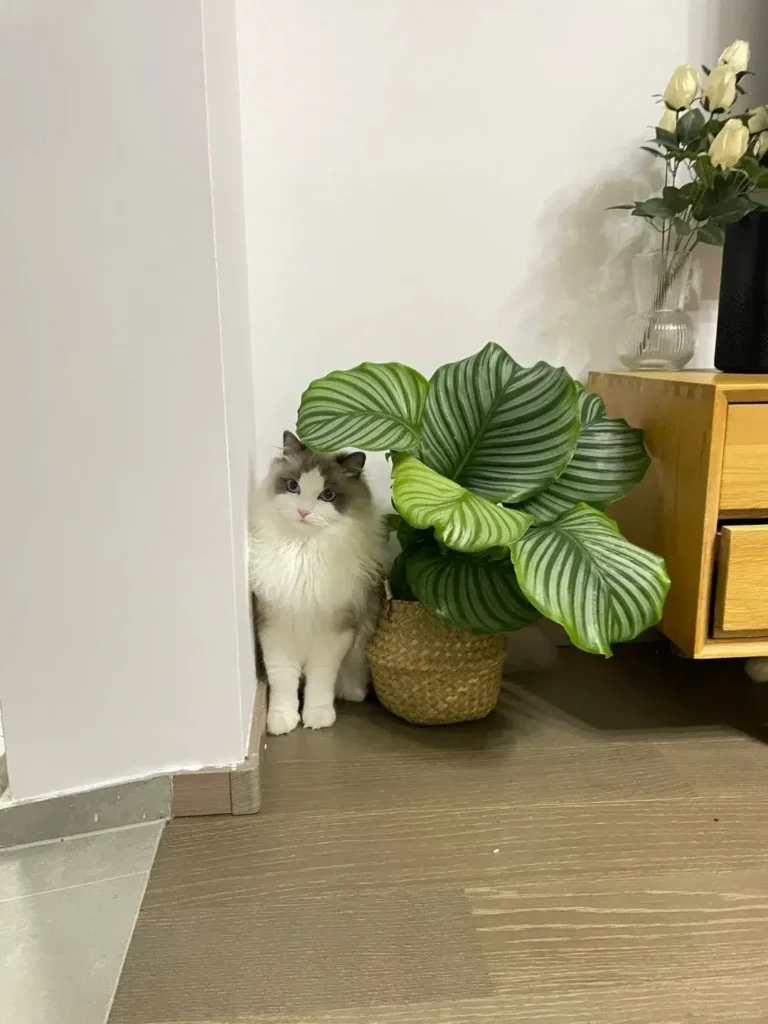Are Calathea Plants Toxic to Cats? Complete Pet Safety Guide (2025)