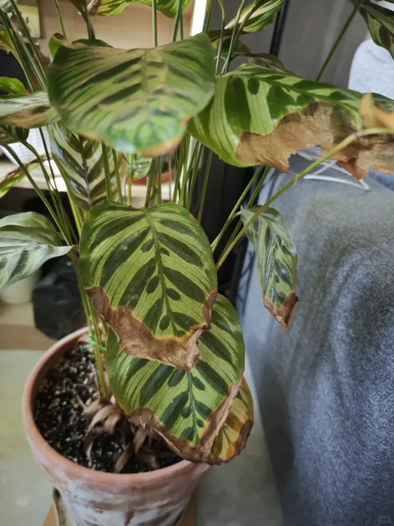 Why Does My Calathea Makoyana Have Brown Crispy Edges and Yellow Leaves