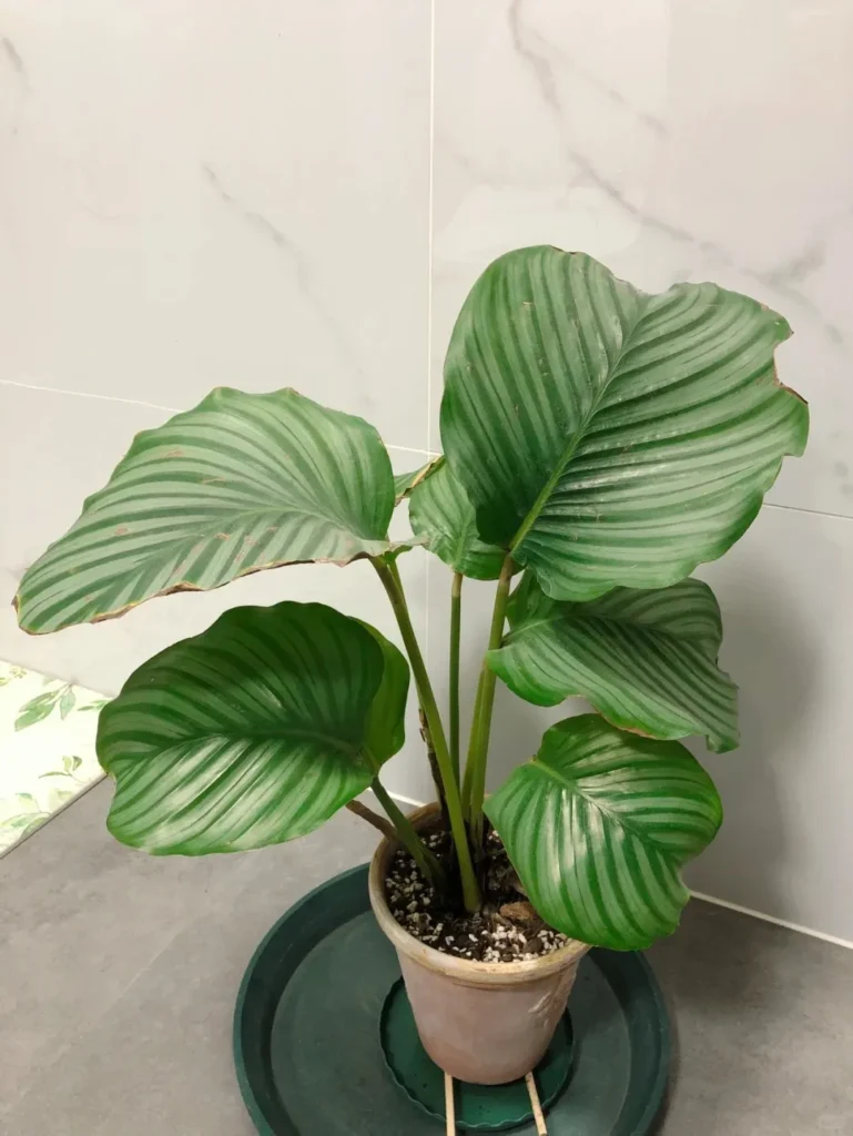 Why Is My Calathea Not Growing