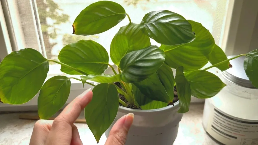 Why Is My Calathea Not Growing Common Problems & Fixes