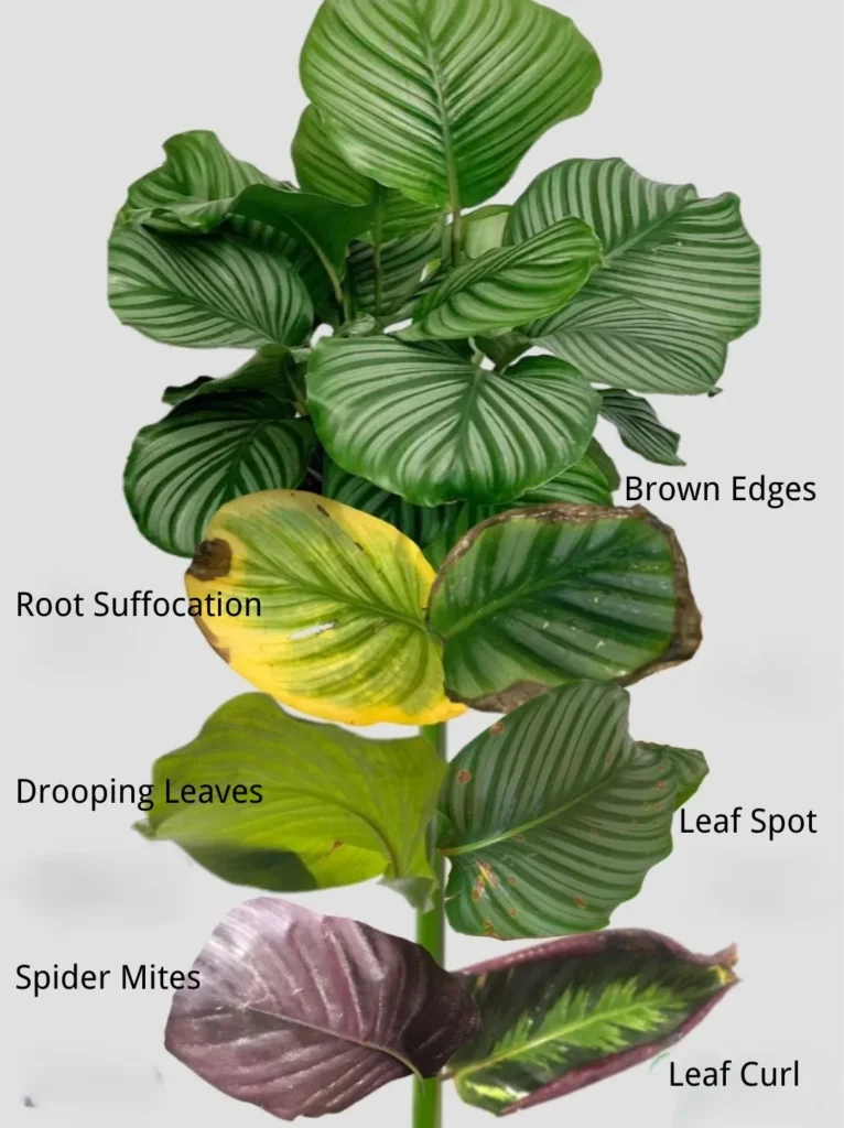 Why Is My Calathea Turning Yellow or Brown Causes & Fixes