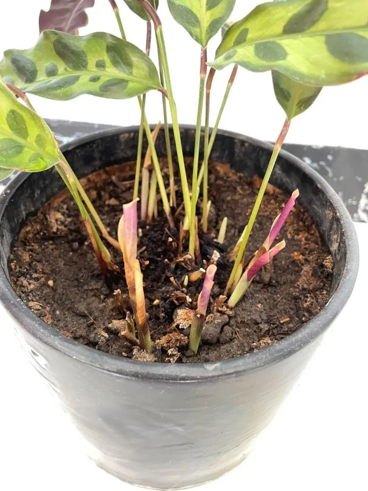 Why My Rattlesnake Calathea Kept “Half-Dying” — New Shoots Appear, Then Collapse