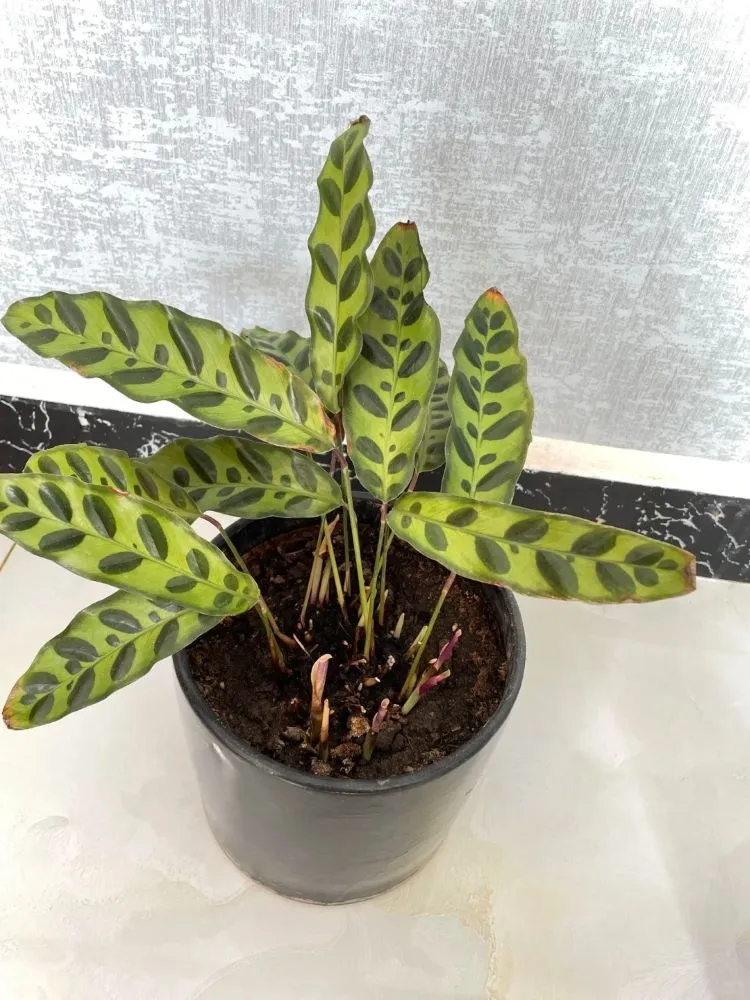 Why My Rattlesnake Calathea Kept “Half-Dying” — New Shoots Appear, Then Collapse