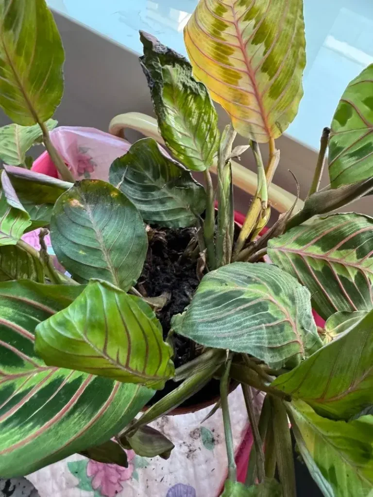 Wilting even in moist soil
