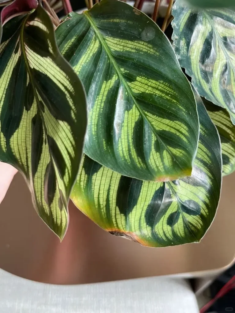calathea Yellowing——Signs Your Soil Isn’t Right