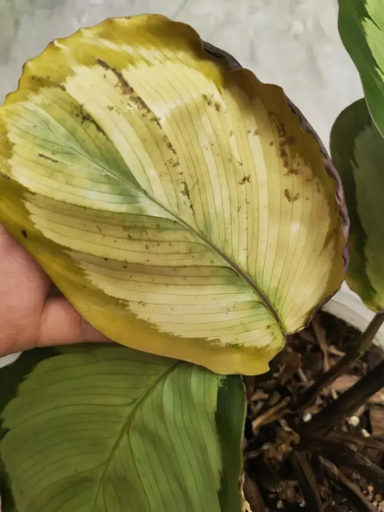 Yellowing leaves starting from the bottom