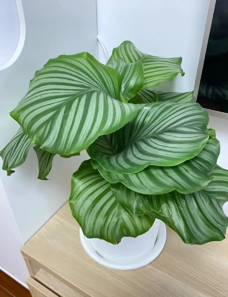 No New Leaves