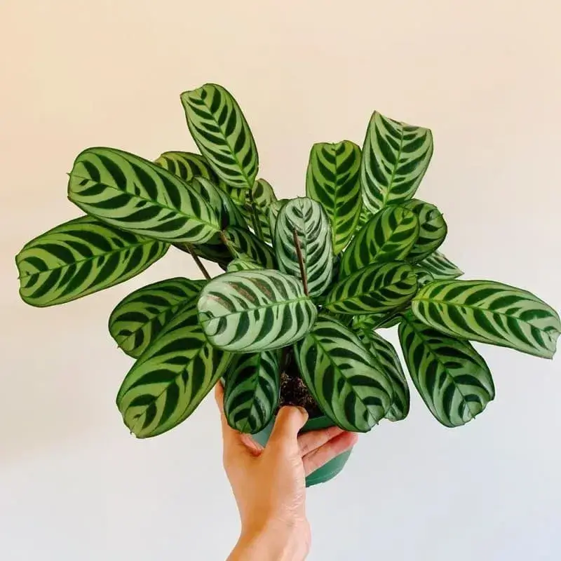Calathea Burle Marxii with fishbone-like green leaf patterns in woven basket