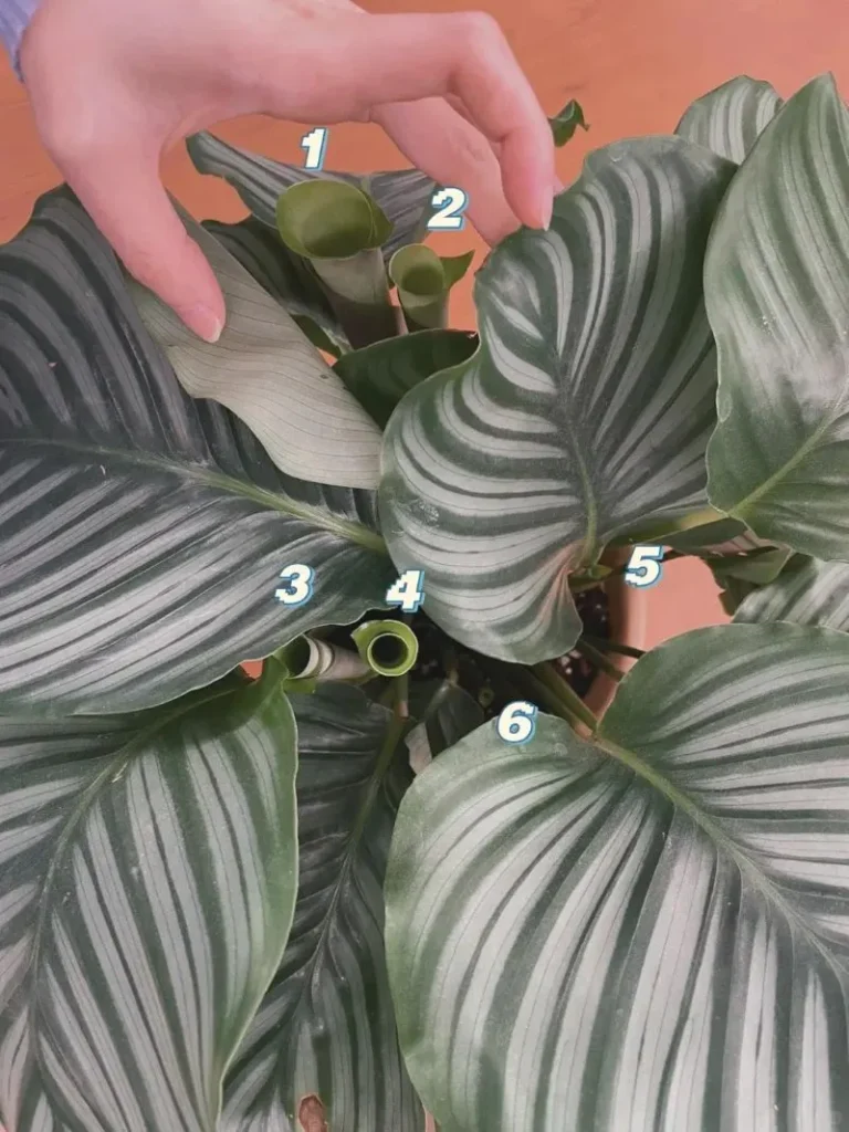 After the issue sets in, your Calathea may end up like this.