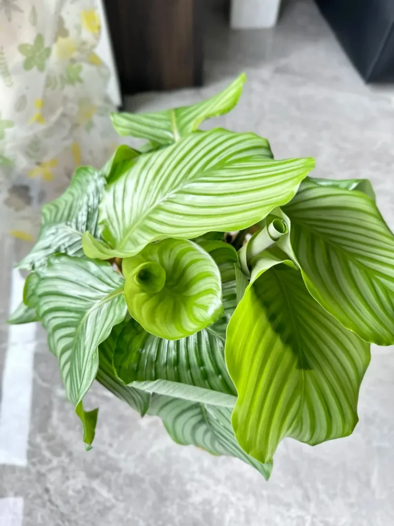 Seasonal Watering Guide