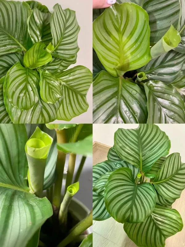 calathea has grown many new leaves (3)