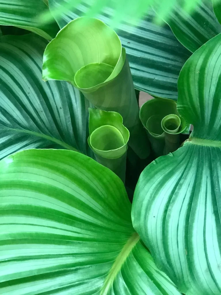 Staying Patient with Calathea